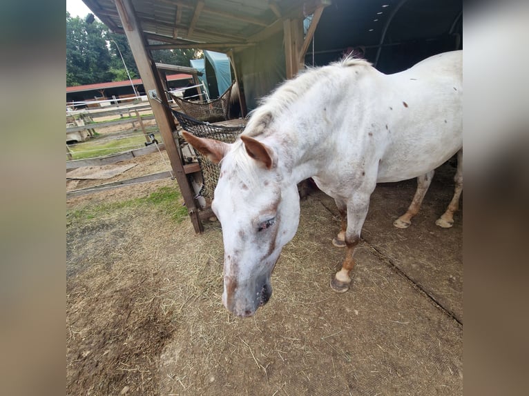 Appaloosa Mix Giumenta 5 Anni 147 cm Leopard in Aurich