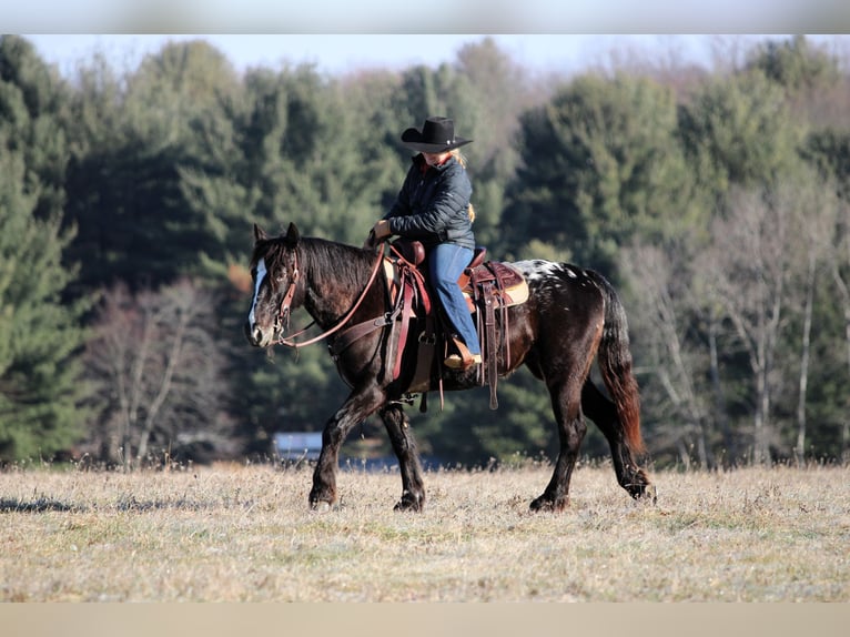 Appaloosa Mix Giumenta 5 Anni 147 cm Morello in Clarion