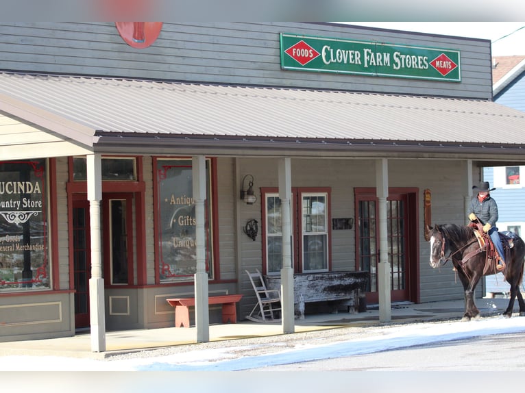 Appaloosa Mix Giumenta 5 Anni 147 cm Morello in Clarion