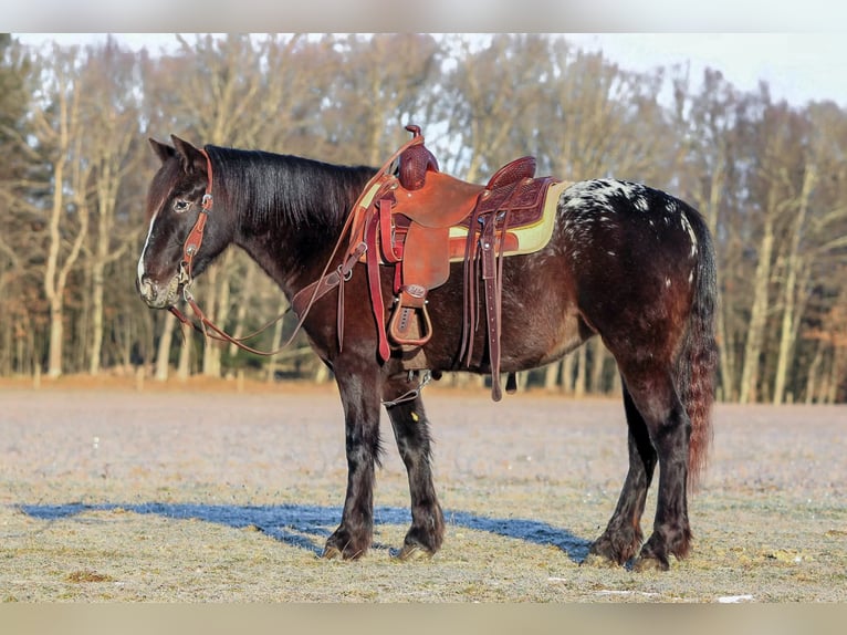 Appaloosa Mix Giumenta 5 Anni 147 cm Morello in Clarion