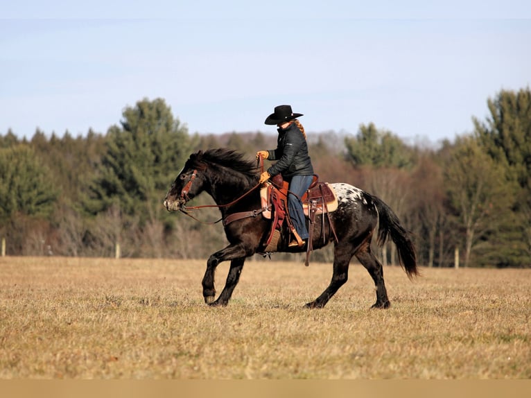 Appaloosa Mix Giumenta 5 Anni 147 cm Morello in Clarion