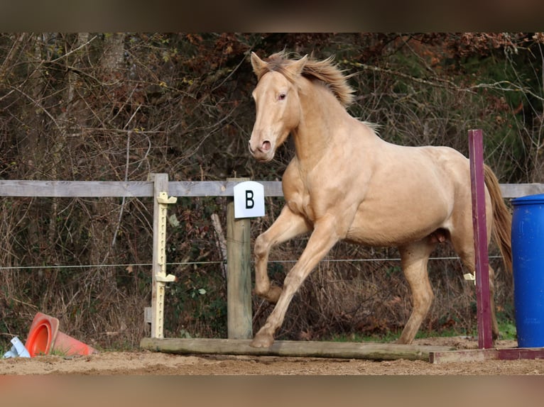 Appaloosa Mix Giumenta 5 Anni 148 cm Champagne in Cleppé