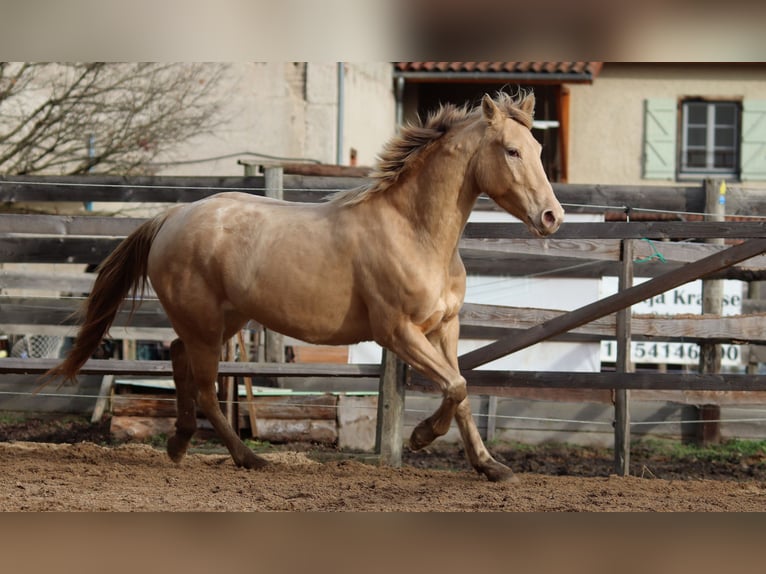 Appaloosa Mix Giumenta 5 Anni 148 cm Champagne in Cleppé