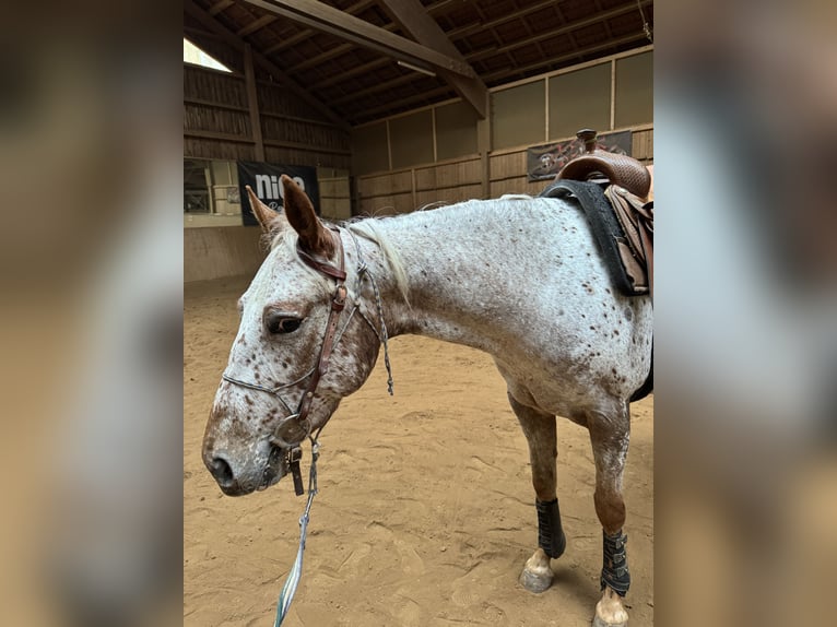 Appaloosa Giumenta 5 Anni 148 cm Sauro in Schlüsselfeld