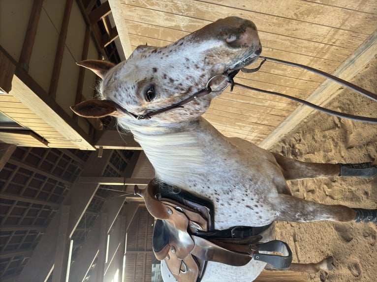 Appaloosa Giumenta 5 Anni 148 cm Sauro in Schlüsselfeld