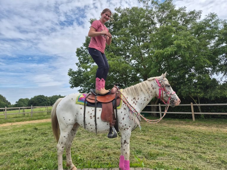 Appaloosa Giumenta 5 Anni 149 cm Leopard in Linkenbach