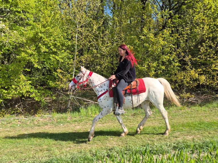 Appaloosa Giumenta 5 Anni 149 cm Leopard in Linkenbach