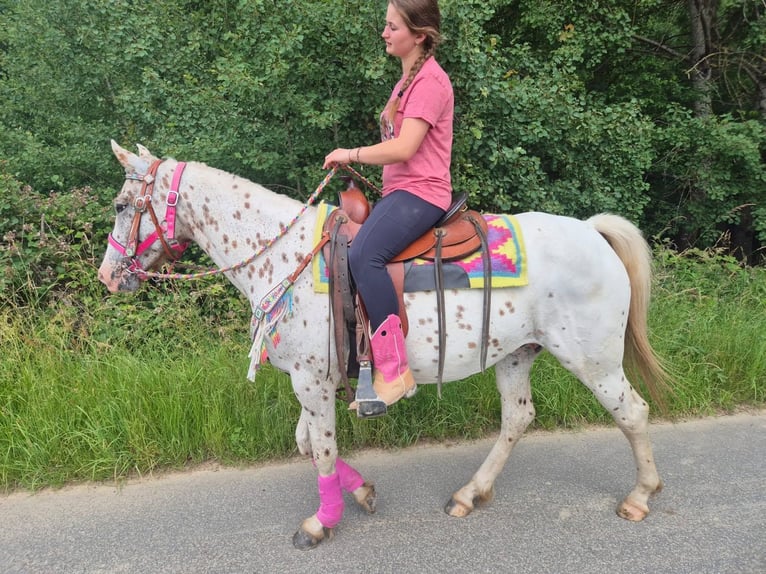Appaloosa Giumenta 5 Anni 149 cm Leopard in Linkenbach