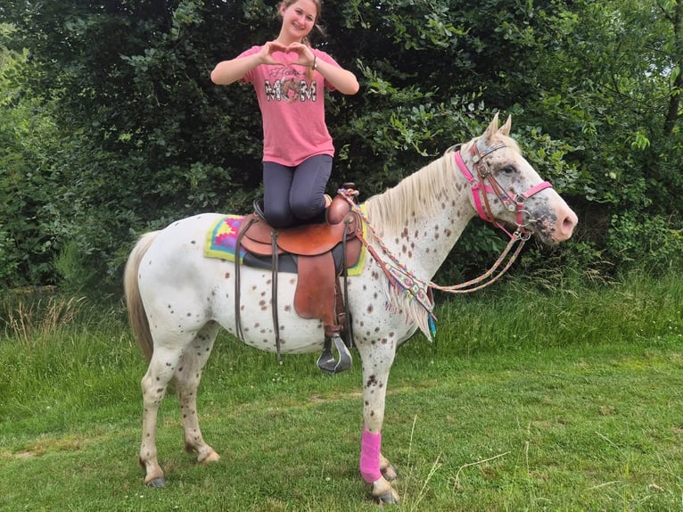 Appaloosa Giumenta 5 Anni 149 cm Leopard in Linkenbach