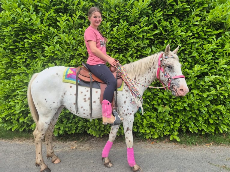 Appaloosa Giumenta 5 Anni 149 cm Leopard in Linkenbach