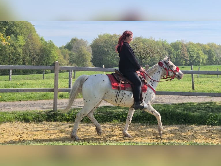 Appaloosa Giumenta 5 Anni 149 cm Leopard in Linkenbach