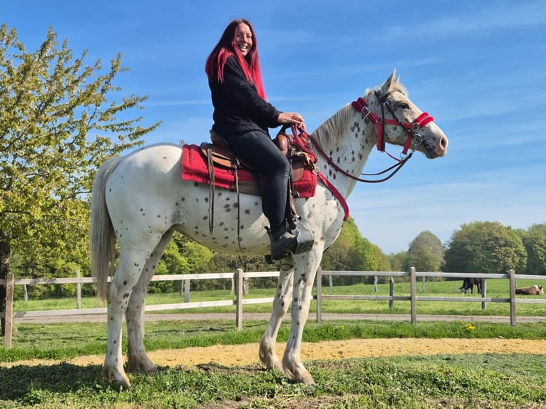Appaloosa Giumenta 5 Anni 149 cm Leopard in Linkenbach
