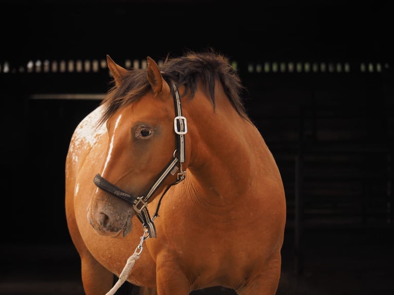 Appaloosa Giumenta 5 Anni 152 cm Leopard in Meisdorf