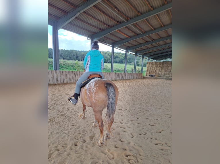 Appaloosa Giumenta 5 Anni 152 cm Leopard in Meisdorf