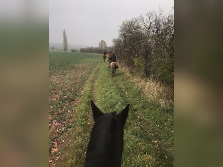 Appaloosa Giumenta 5 Anni 152 cm Leopard in Meisdorf