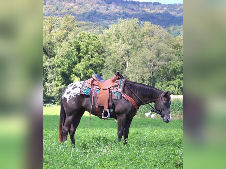 Appaloosa Mix Giumenta 5 Anni 152 cm in Rebersburg, PA