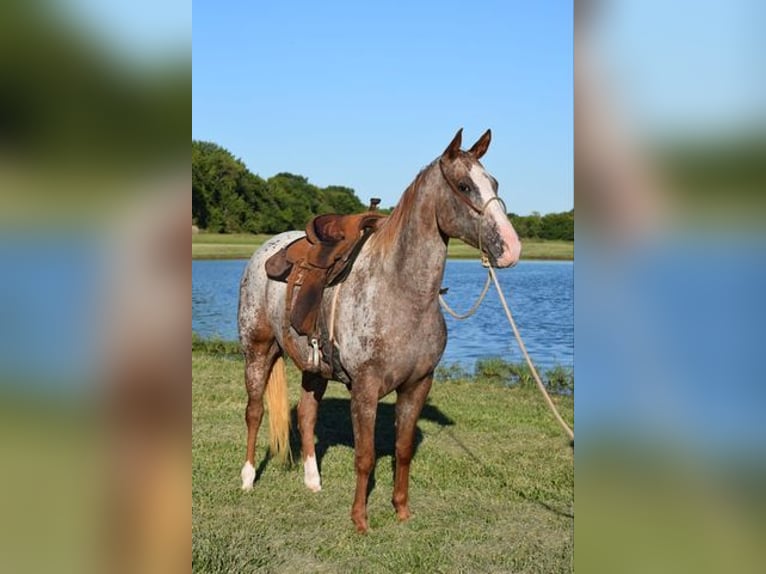 Appaloosa Giumenta 5 Anni 152 cm Roano rosso in Fairmont