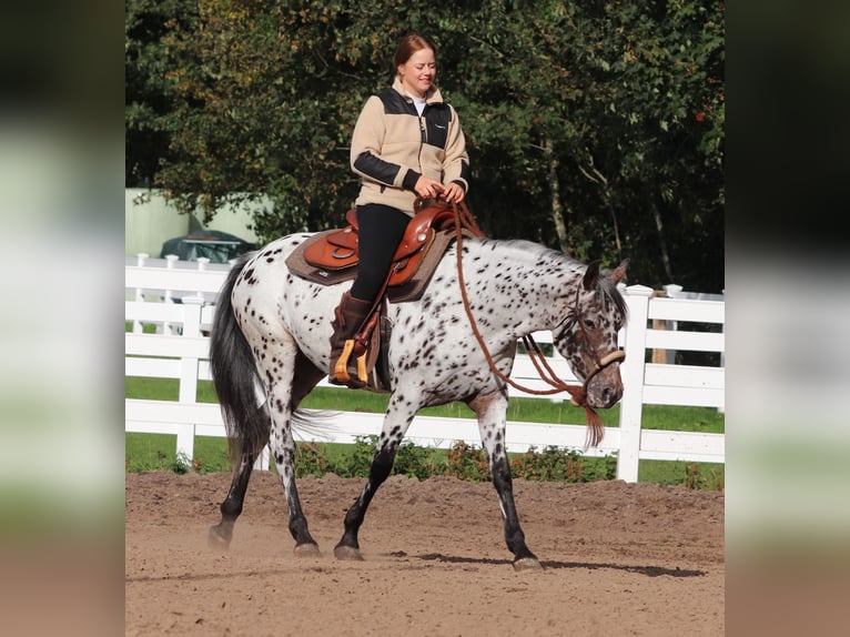 Appaloosa Mix Giumenta 5 Anni 153 cm Leopard in Oberlangen Appaloosa Mix Giumenta 5 Anni 153 cm Leopard in Oberlangen