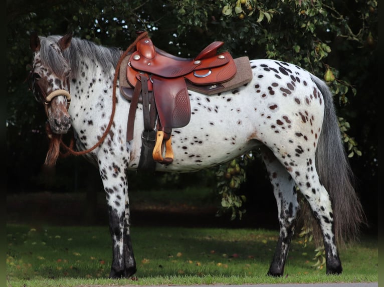 Appaloosa Mix Giumenta 5 Anni 153 cm Leopard in Oberlangen Appaloosa Mix Giumenta 5 Anni 153 cm Leopard in Oberlangen