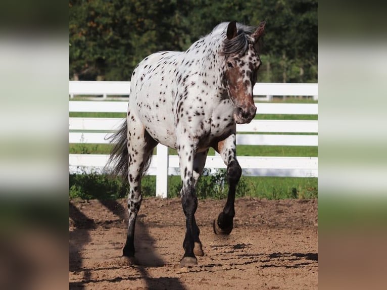 Appaloosa Mix Giumenta 5 Anni 153 cm Leopard in Oberhausen