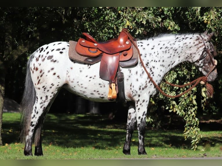 Appaloosa Mix Giumenta 5 Anni 153 cm Leopard in Oberhausen