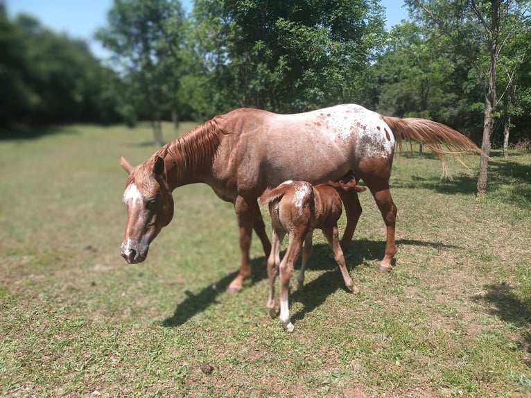 Appaloosa Giumenta 5 Anni 154 cm Sauro scuro in Komen