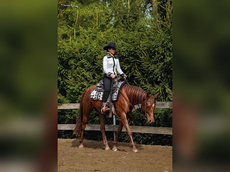 Appaloosa Giumenta 5 Anni 156 cm Sauro scuro in Decin