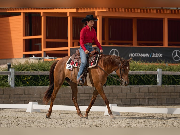 Appaloosa Giumenta 5 Anni 156 cm Sauro scuro in Decin
