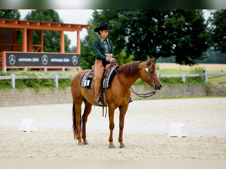 Appaloosa Giumenta 5 Anni 156 cm Sauro scuro in Decin