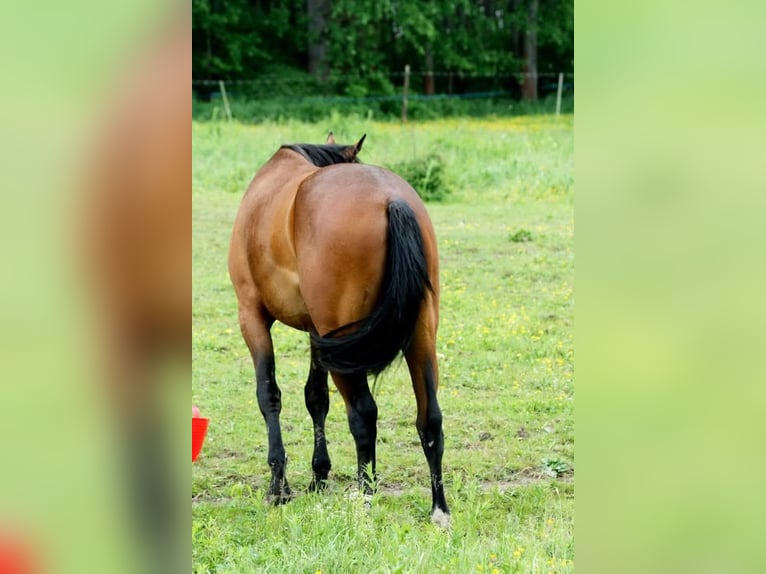 Appaloosa Giumenta 5 Anni 158 cm Baio in Star&#xE9; Sedlo - Darmy&#x161;l