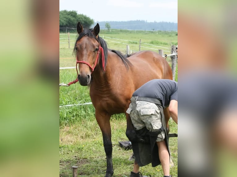 Appaloosa Giumenta 5 Anni 158 cm Baio in Star&#xE9; Sedlo - Darmy&#x161;l