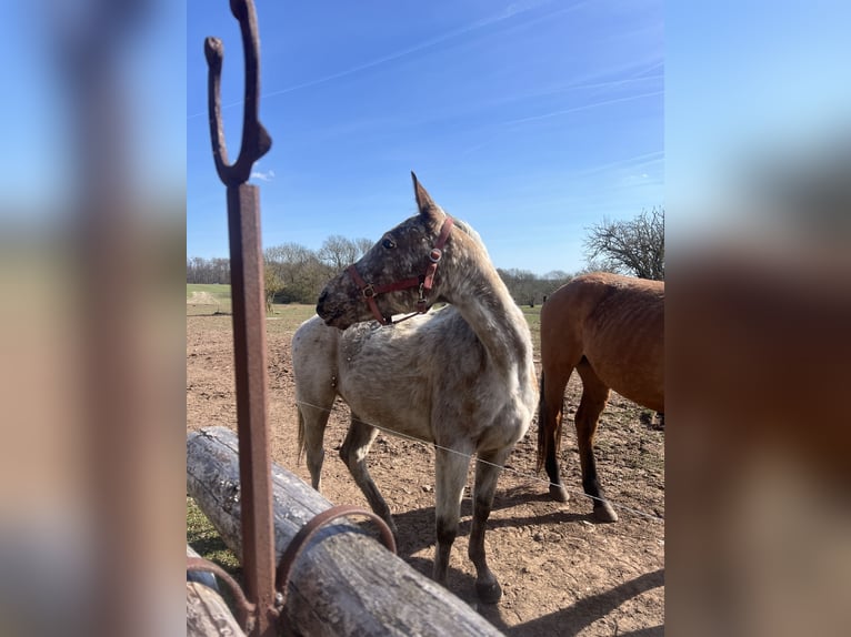 Appaloosa Mix Giumenta 5 Anni 158 cm Roano blu in Ecklingerode