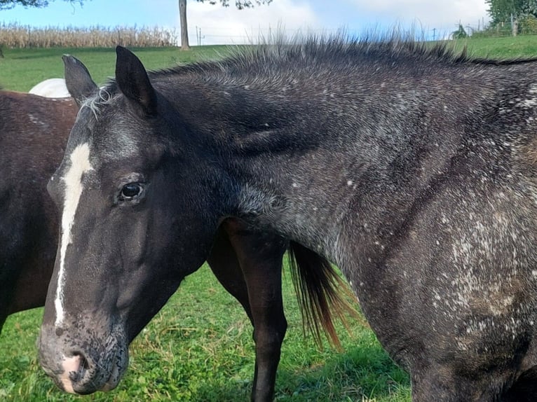 Appaloosa Giumenta 5 Anni 160 cm Morello in Weißkirchen an der Traun