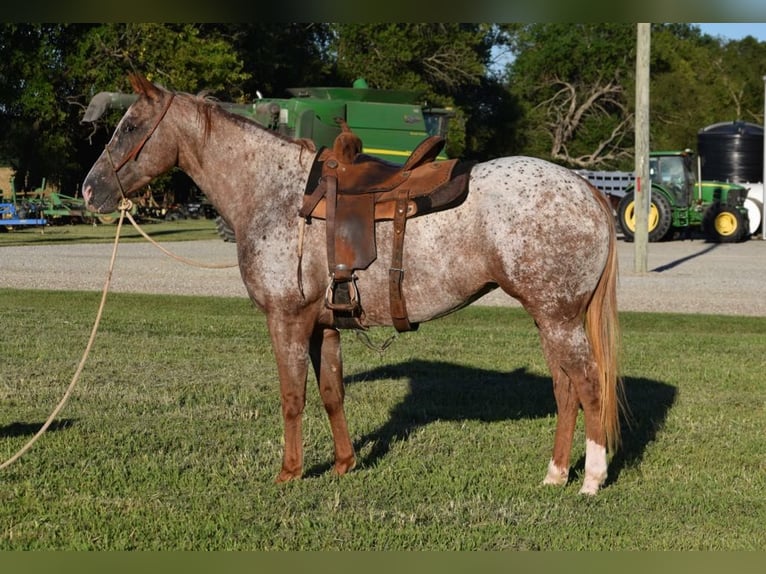 Appaloosa Giumenta 5 Anni Roano rosso in Guthrie OK