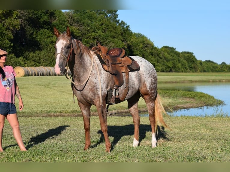 Appaloosa Giumenta 5 Anni Roano rosso in Guthrie OK