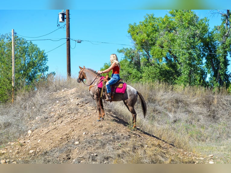 Appaloosa Giumenta 6 Anni 137 cm Sauro scuro in Fort Collins, CO