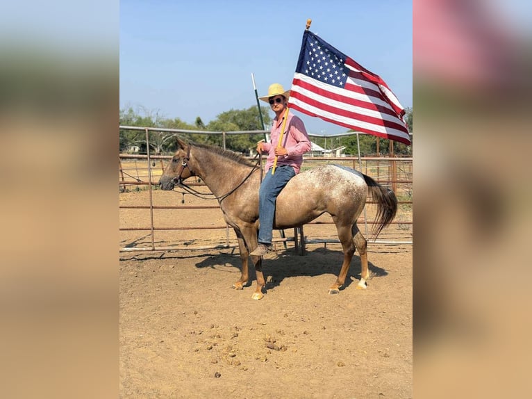 Appaloosa Giumenta 6 Anni 137 cm Sauro scuro in Fort Collins, CO