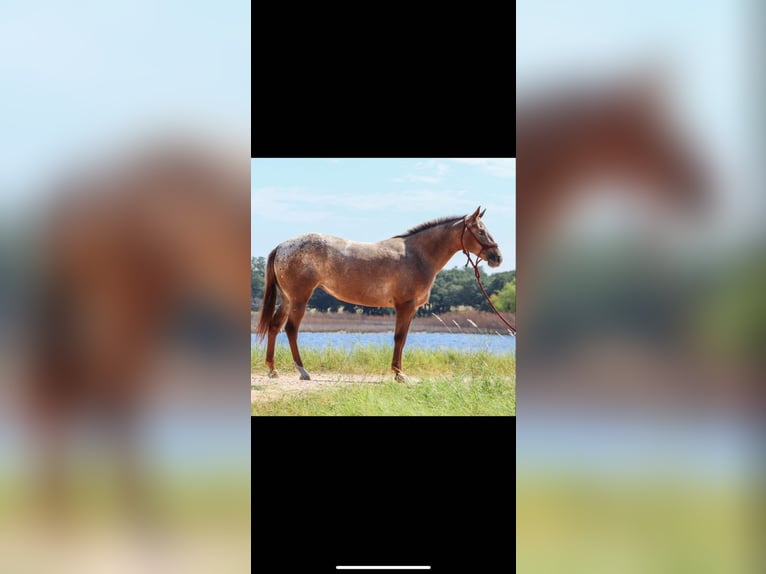 Appaloosa Giumenta 6 Anni 137 cm Sauro scuro in Fort Collins, CO