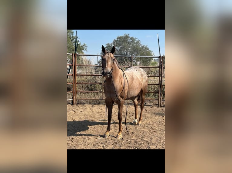 Appaloosa Giumenta 6 Anni 137 cm Sauro scuro in Fort Collins, CO