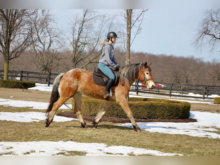 Appaloosa Giumenta 6 Anni 142 cm in Highland MI