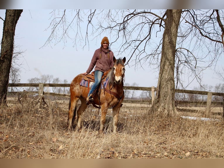 Appaloosa Giumenta 6 Anni 142 cm in Highland MI