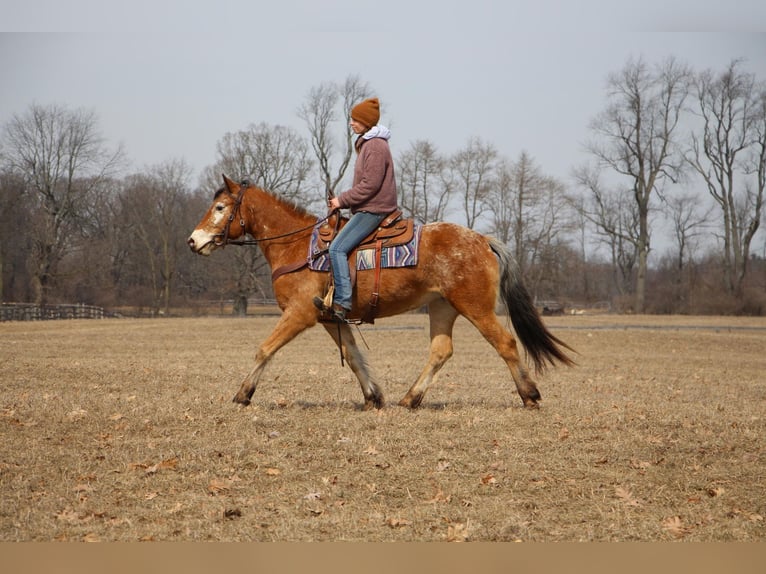 Appaloosa Giumenta 6 Anni 142 cm in Highland MI