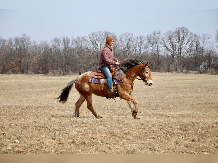 Appaloosa Giumenta 6 Anni 142 cm in Highland MI