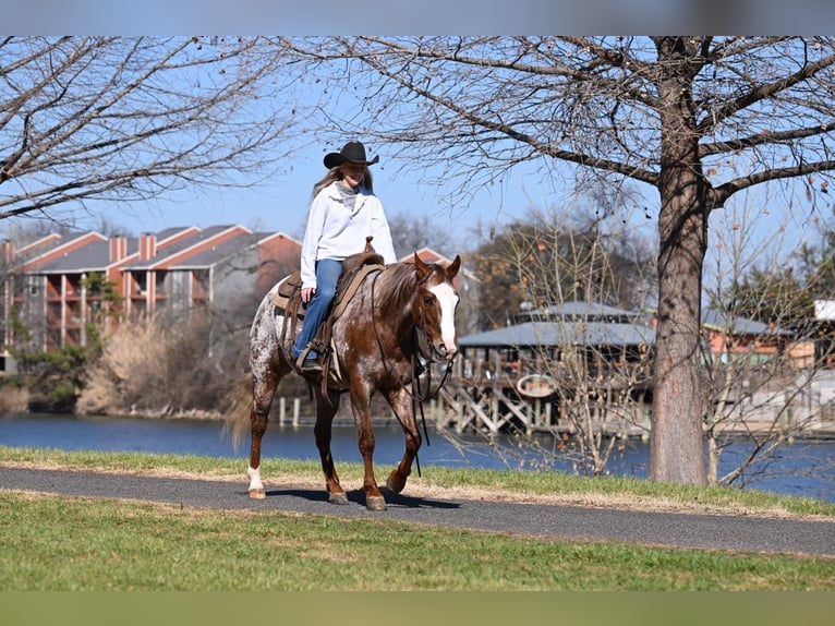 Appaloosa Giumenta 6 Anni 142 cm in Madisonville TX