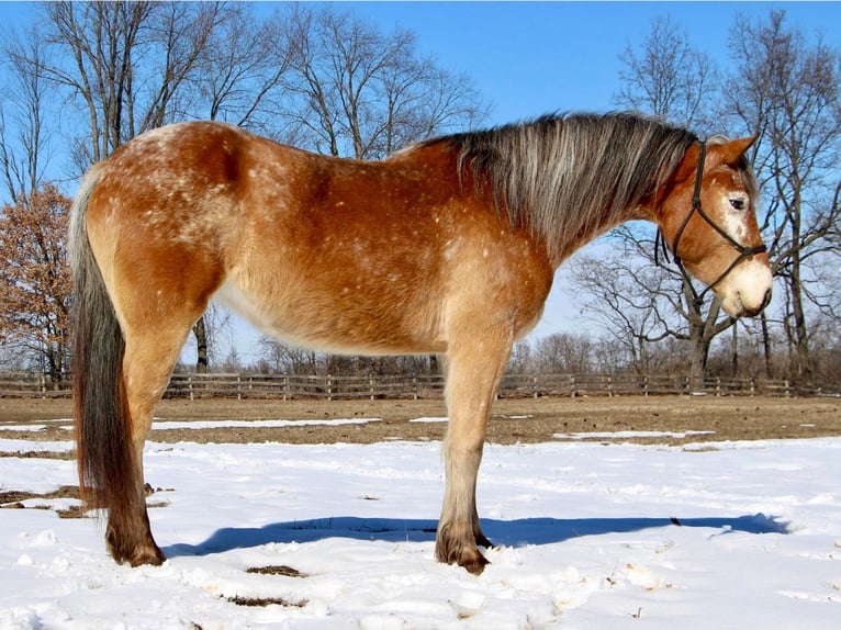 Appaloosa Giumenta 6 Anni 142 cm Sauro ciliegia in Highland MI