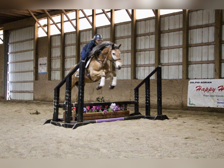 Appaloosa Giumenta 6 Anni 142 cm Sauro ciliegia in Highland MI