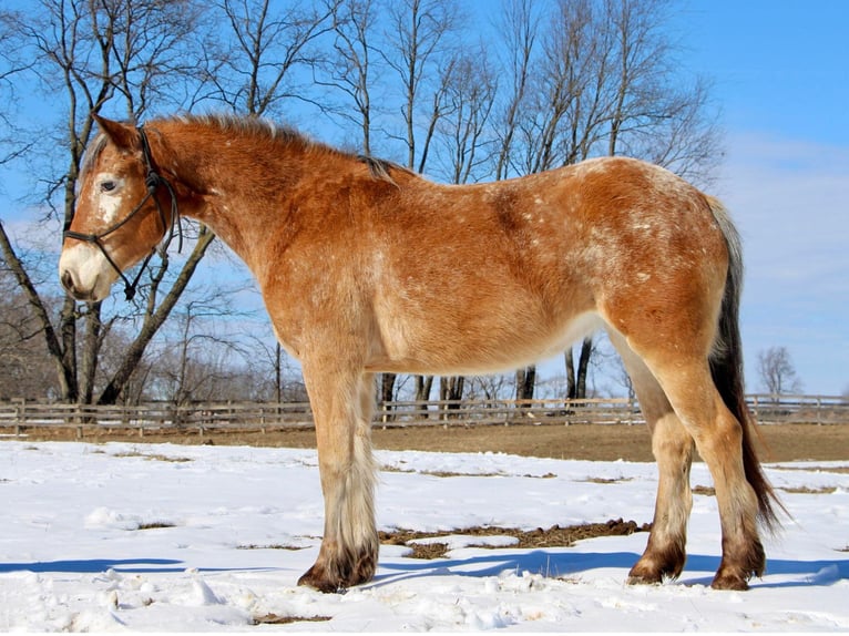 Appaloosa Giumenta 6 Anni 142 cm Sauro ciliegia in Highland MI