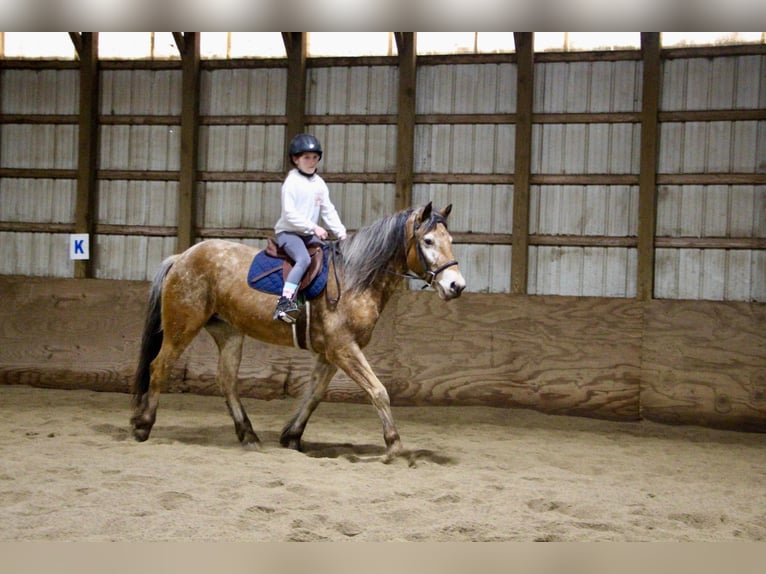 Appaloosa Giumenta 6 Anni 142 cm Sauro ciliegia in Highland MI