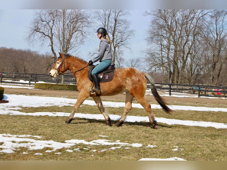 Appaloosa Giumenta 6 Anni 142 cm Sauro ciliegia in Highland MI