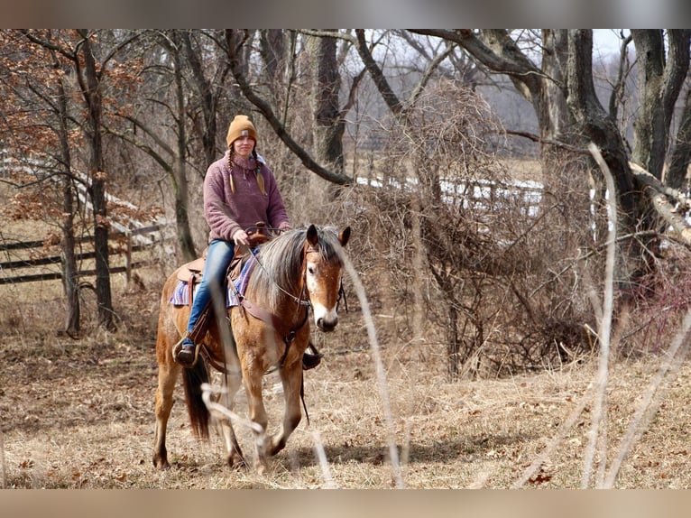 Appaloosa Giumenta 6 Anni 142 cm Sauro ciliegia in Highland MI